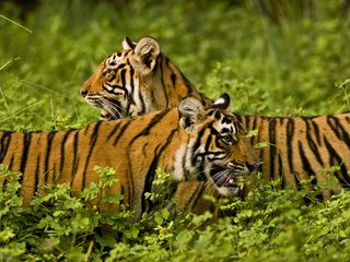 20210211204153-Ranthambore National Park pair of tigers.jpg